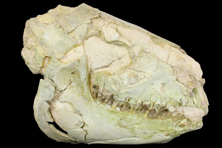 Fossil Oreodont (Merycoidodon) Skull - Wyoming #144151
